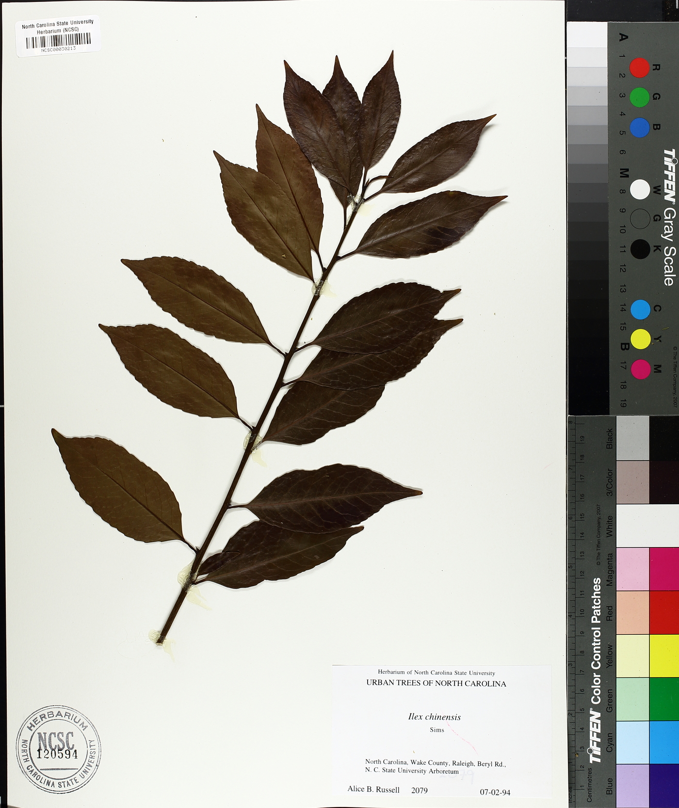 Ilex chinensis image