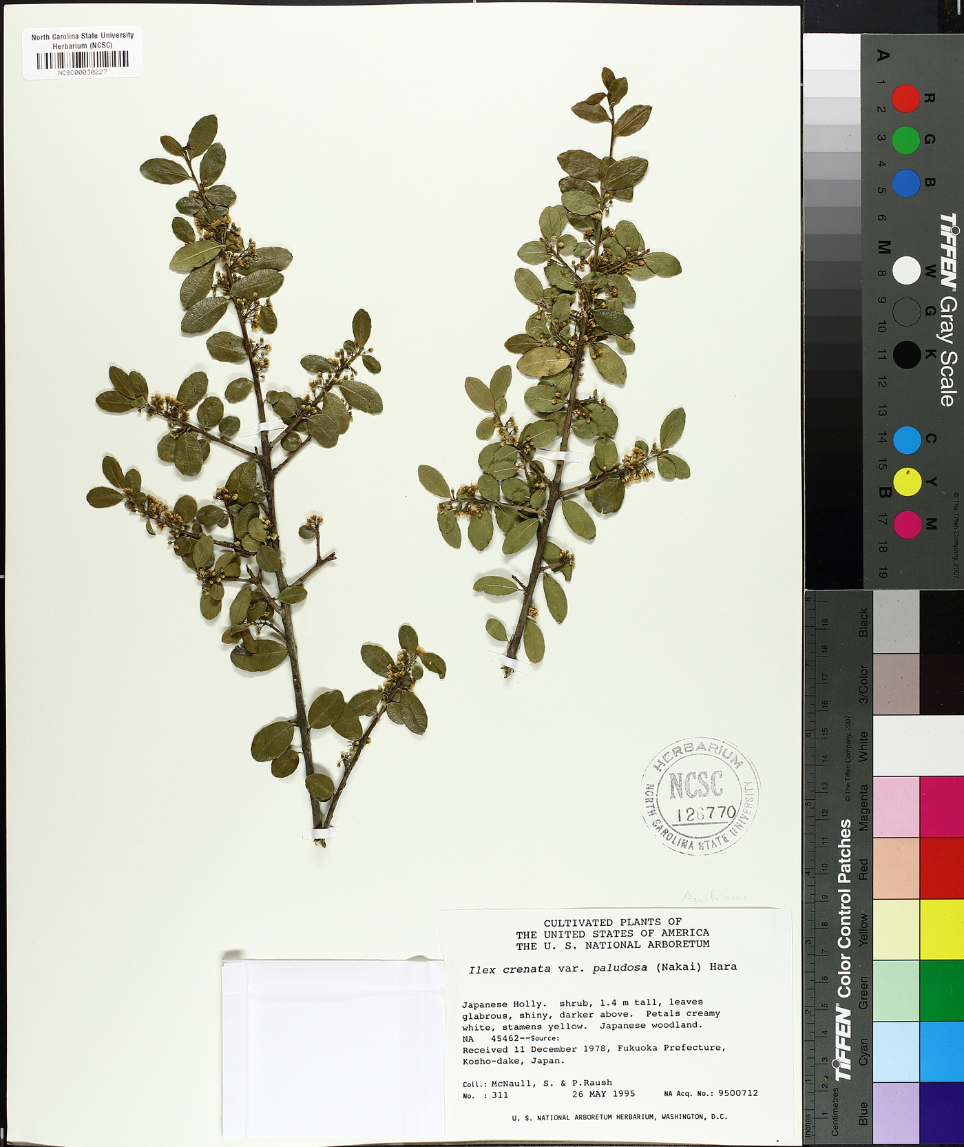 Ilex crenata var. paludosa image