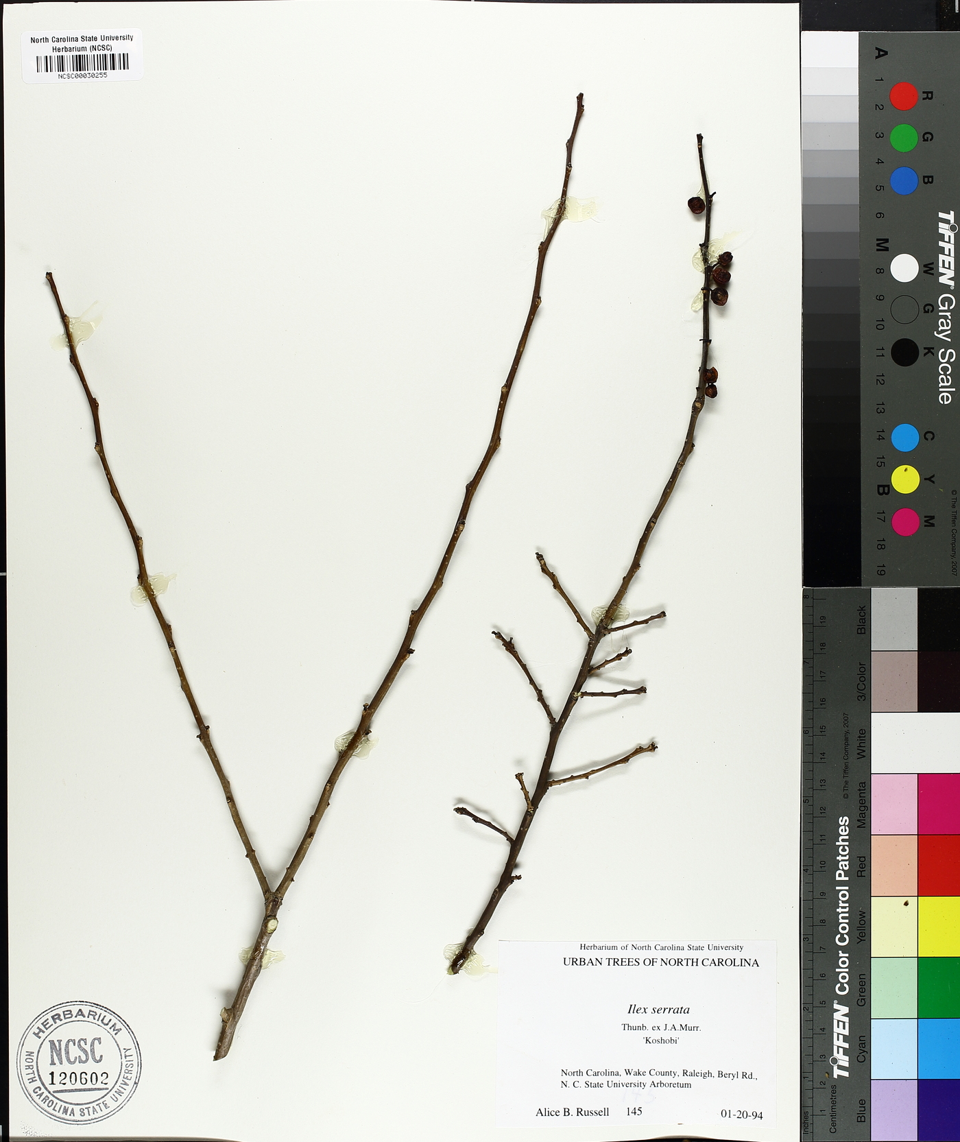 Ilex serrata image