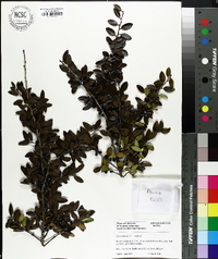 Ilex vomitoria image