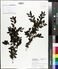 Ilex vomitoria image