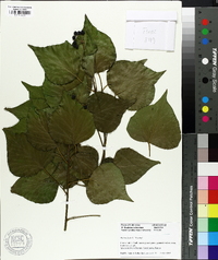 Hedera helix image