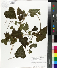 Hedera nepalensis image