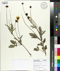 Coreopsis auriculata image