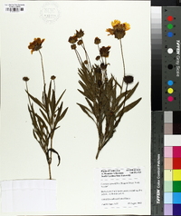 Coreopsis grandiflora image