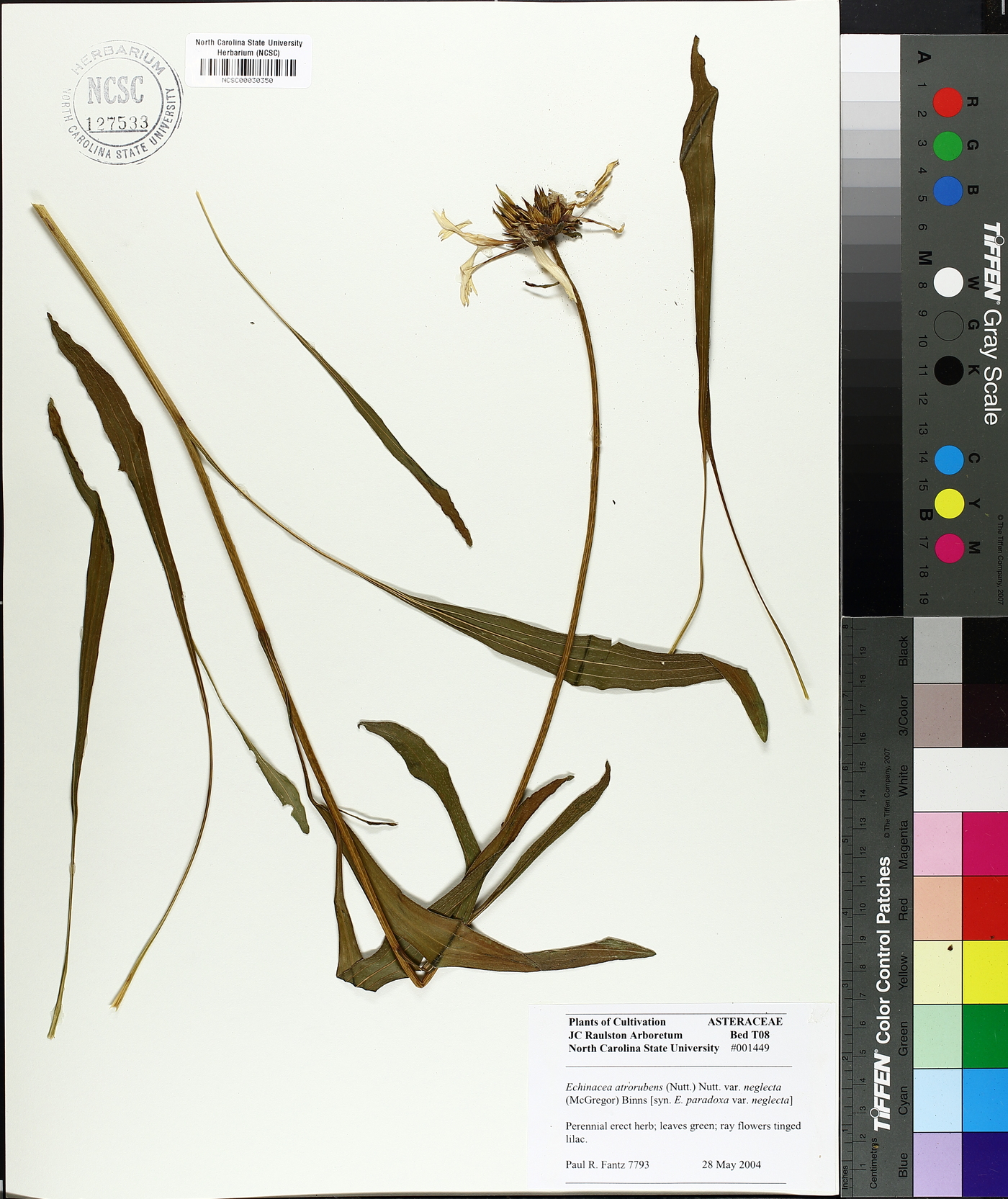 Echinacea atrorubens var. neglecta image