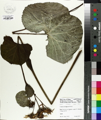 Ligularia hodgsonii image