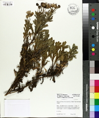 Osteospermum fruticosum image