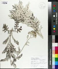 Senecio bicolor subsp. cineraria image