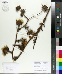 Silphium laciniatum image