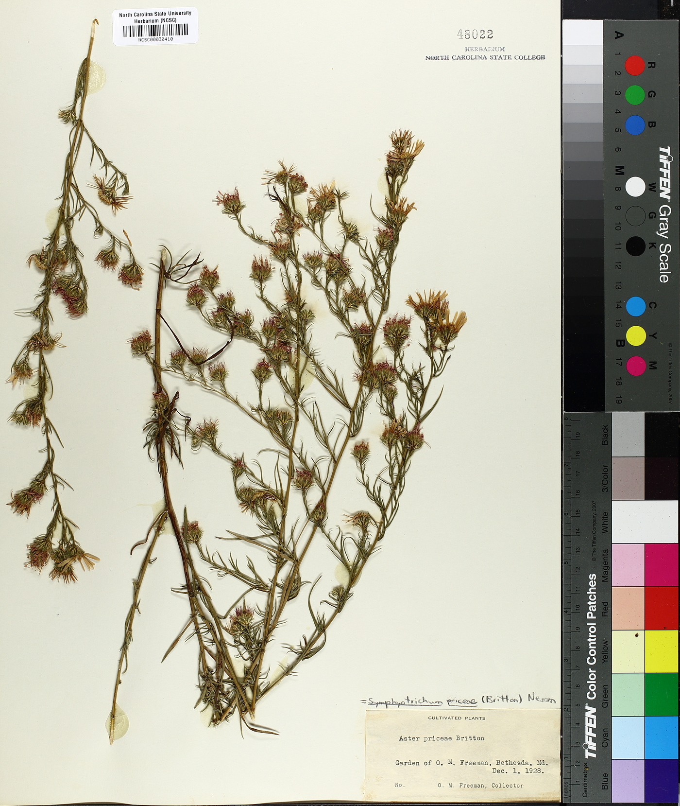 Symphyotrichum priceae image