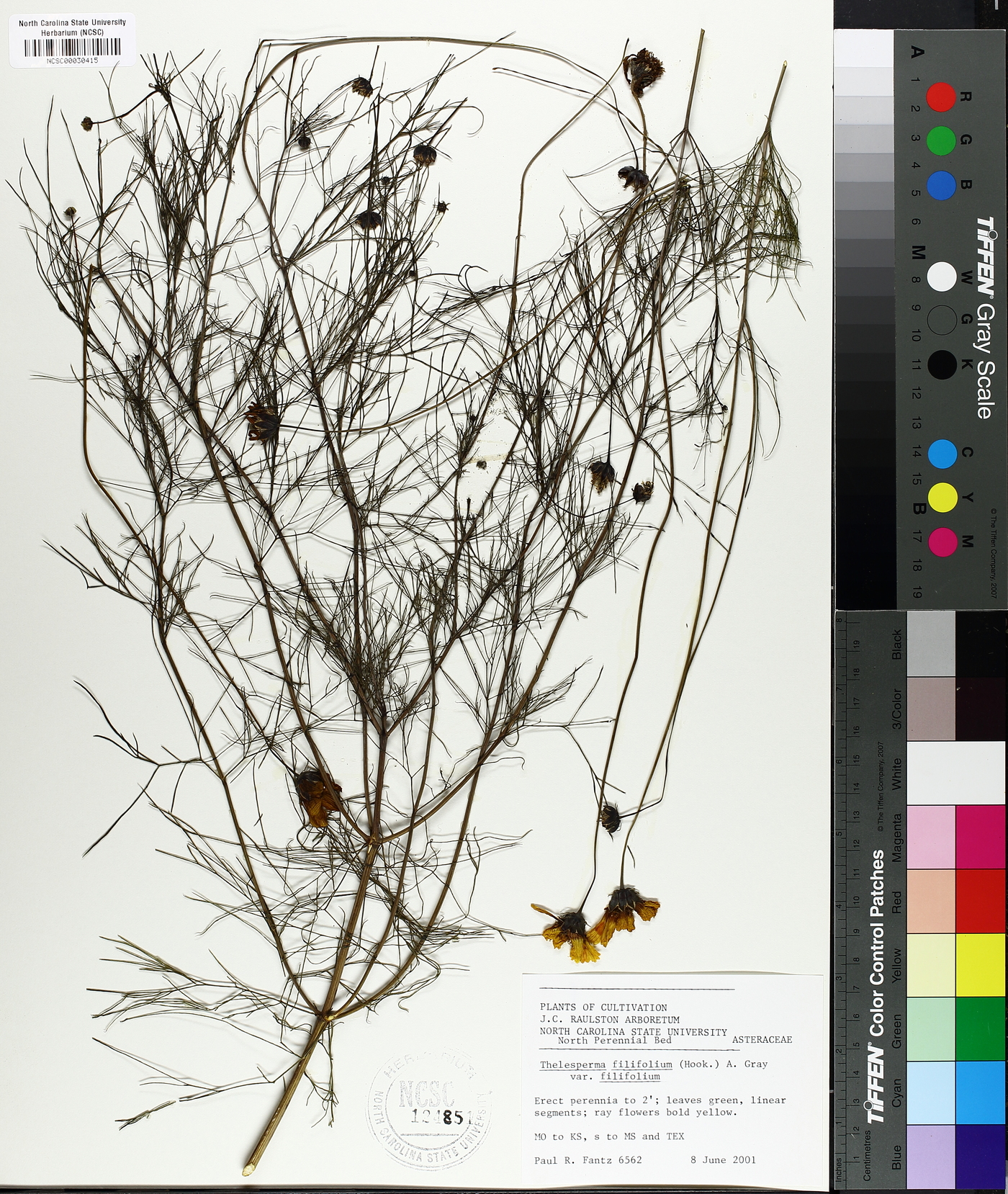 Thelesperma filifolium var. filifolium image