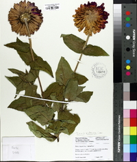 Zinnia violacea image