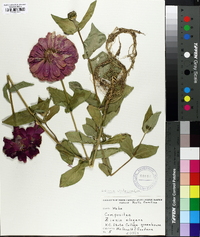 Zinnia violacea image