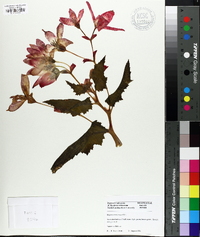Begonia boliviensis image