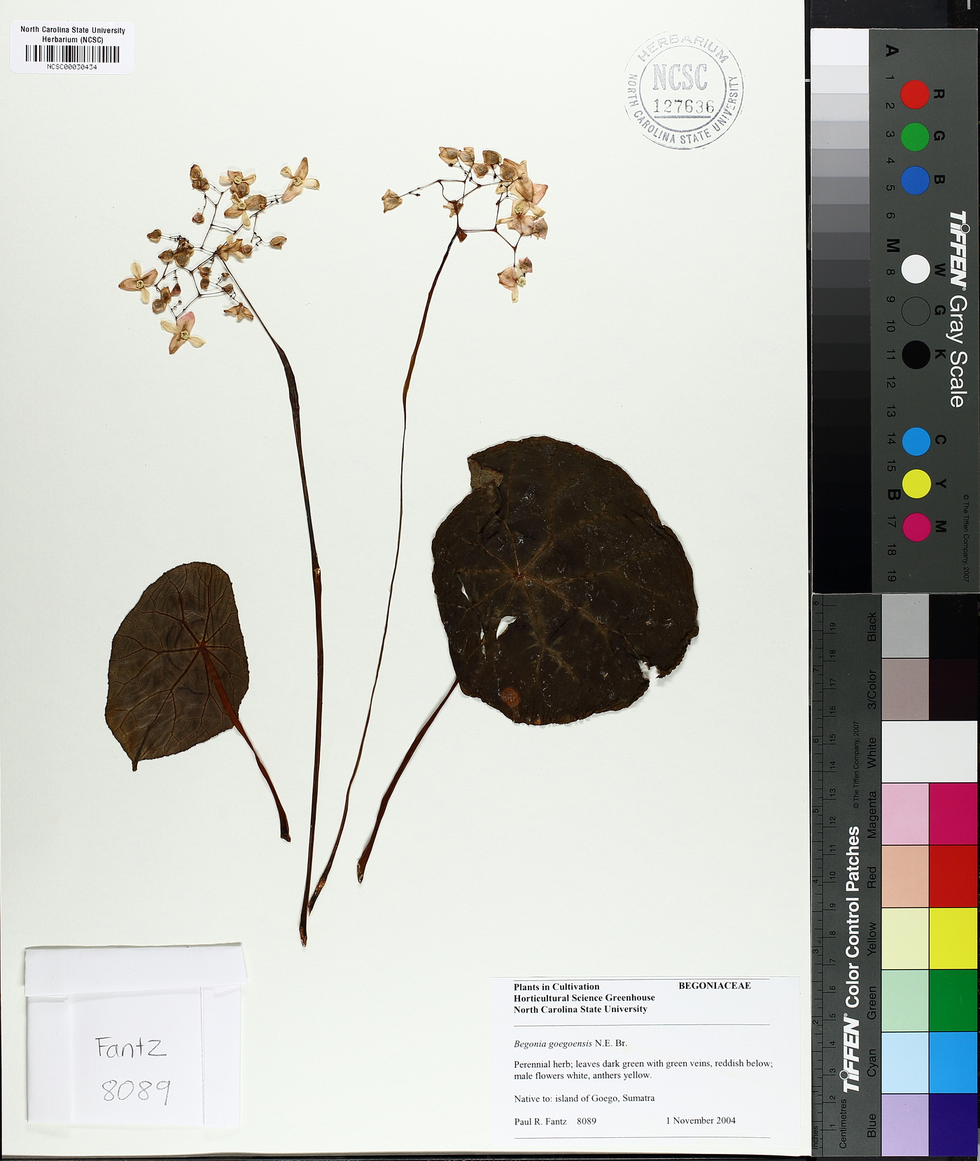 Begonia goegoensis image