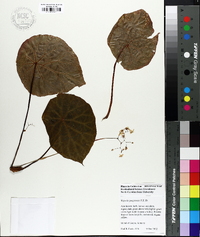 Begonia goegoensis image