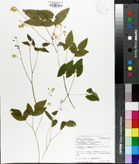 Epimedium x youngianum image