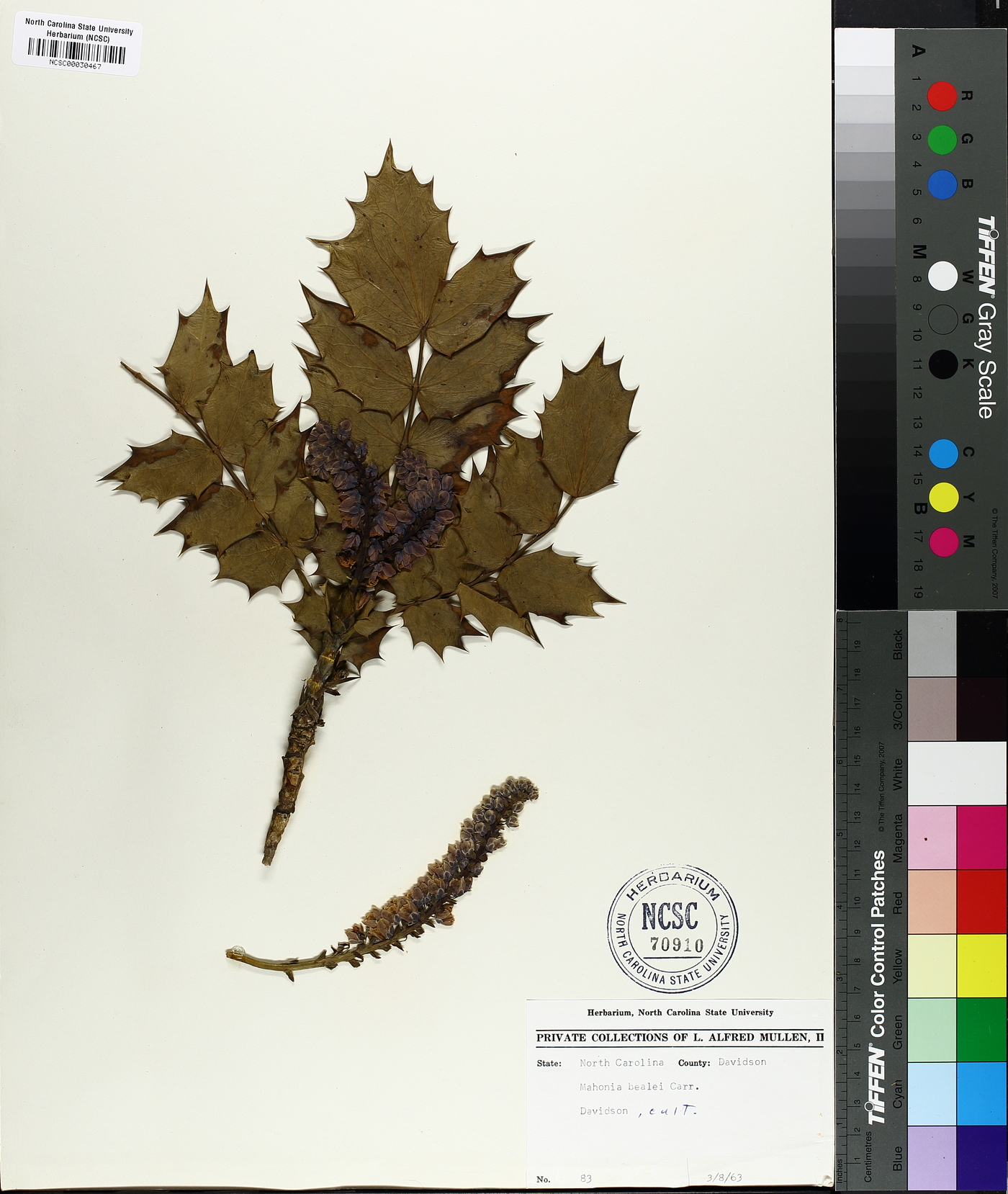 Mahonia bealei image