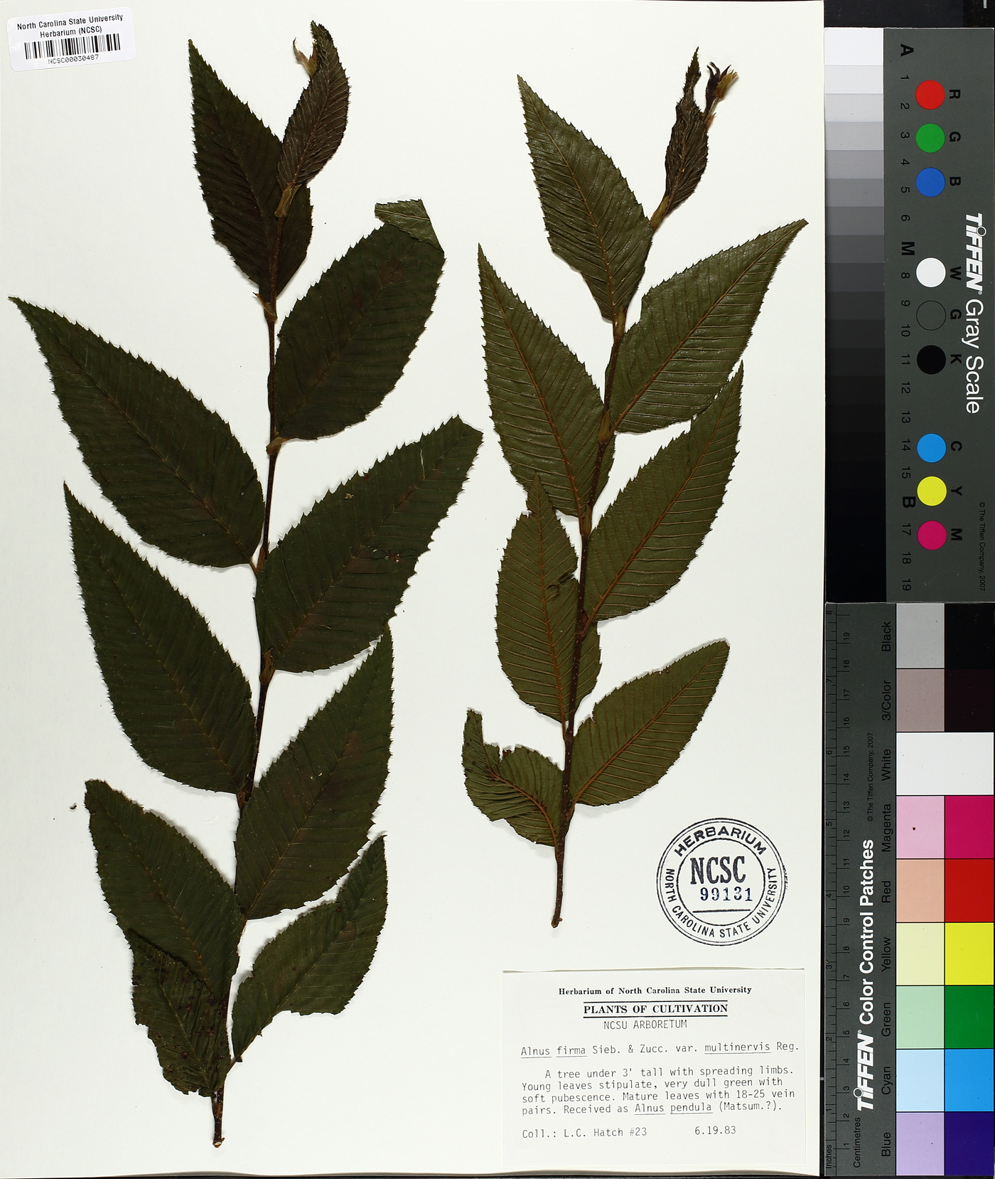 Alnus firma var. multinervis image