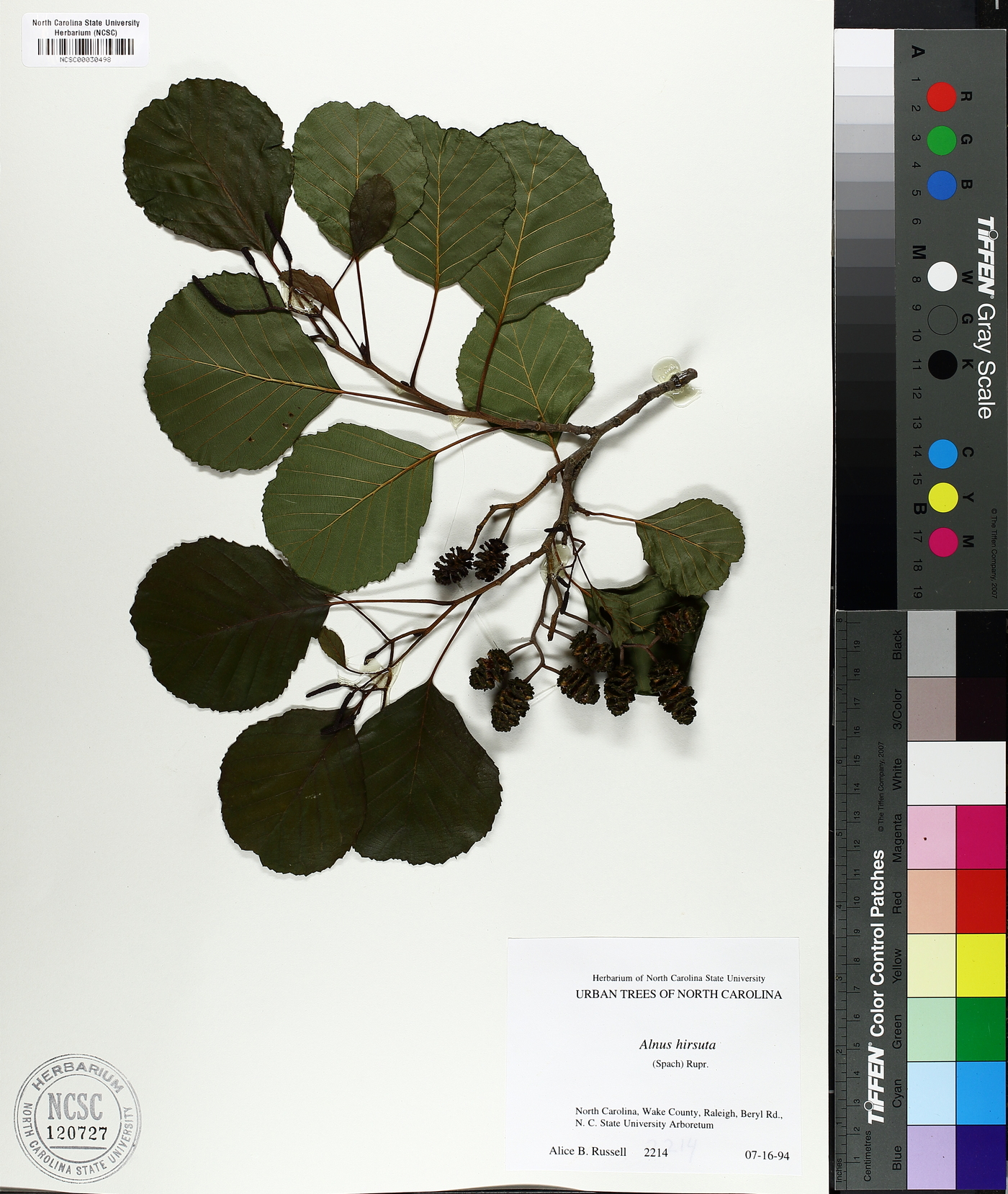 Alnus hirsuta image