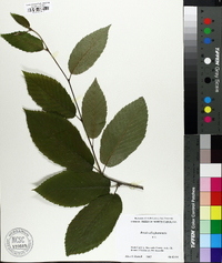 Betula alleghaniensis image