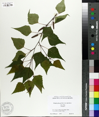 Betula platyphylla image