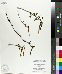 Betula platyphylla image
