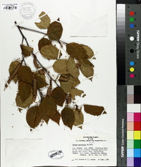 Image of Betula potaninii