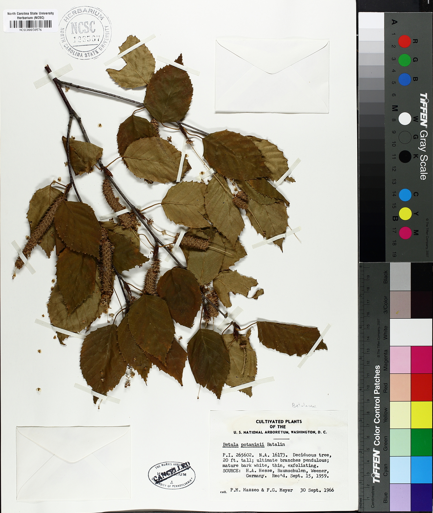 Betula potaninii image
