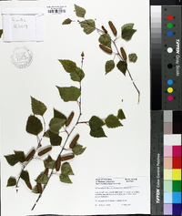 Betula utilis image