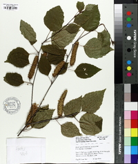 Betula utilis image