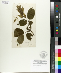 Carpinus betulus image