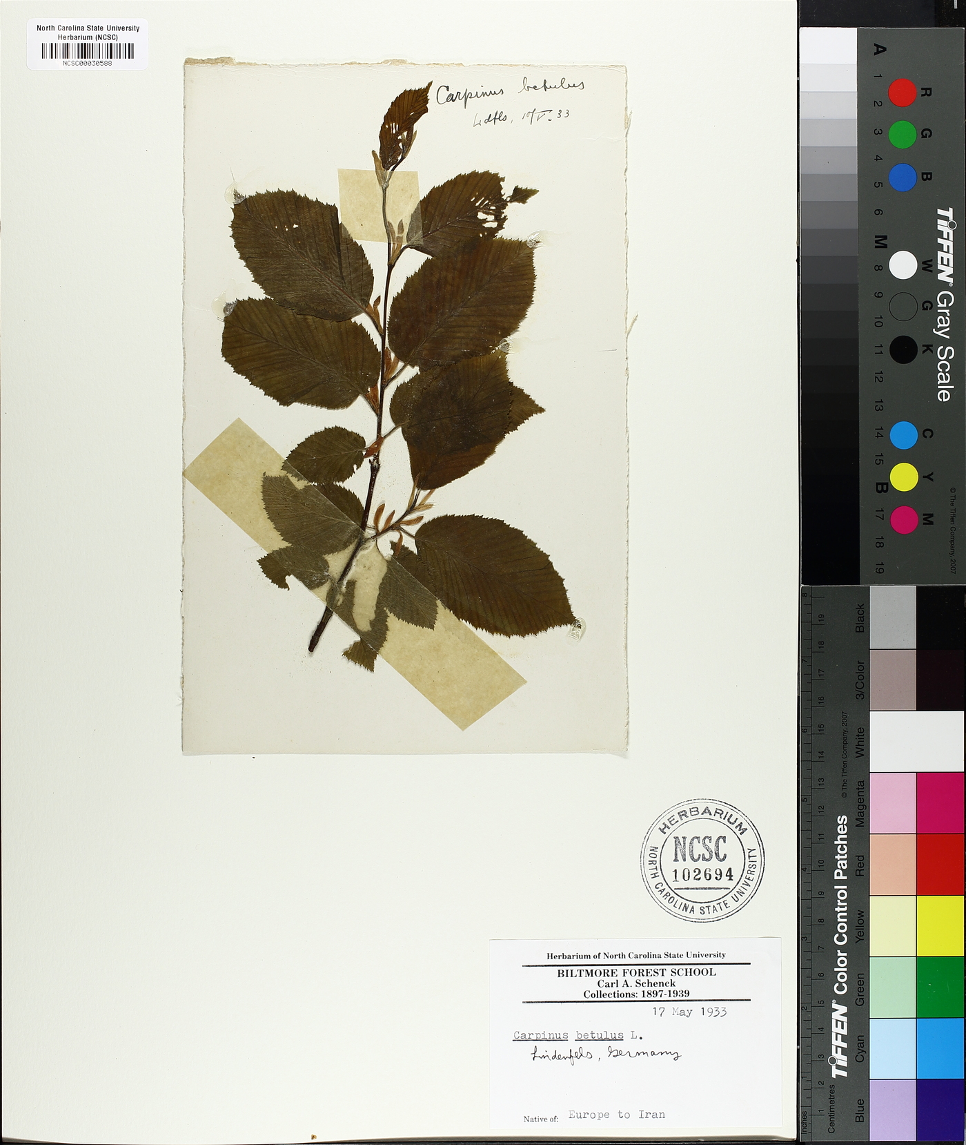 Carpinus betulus image