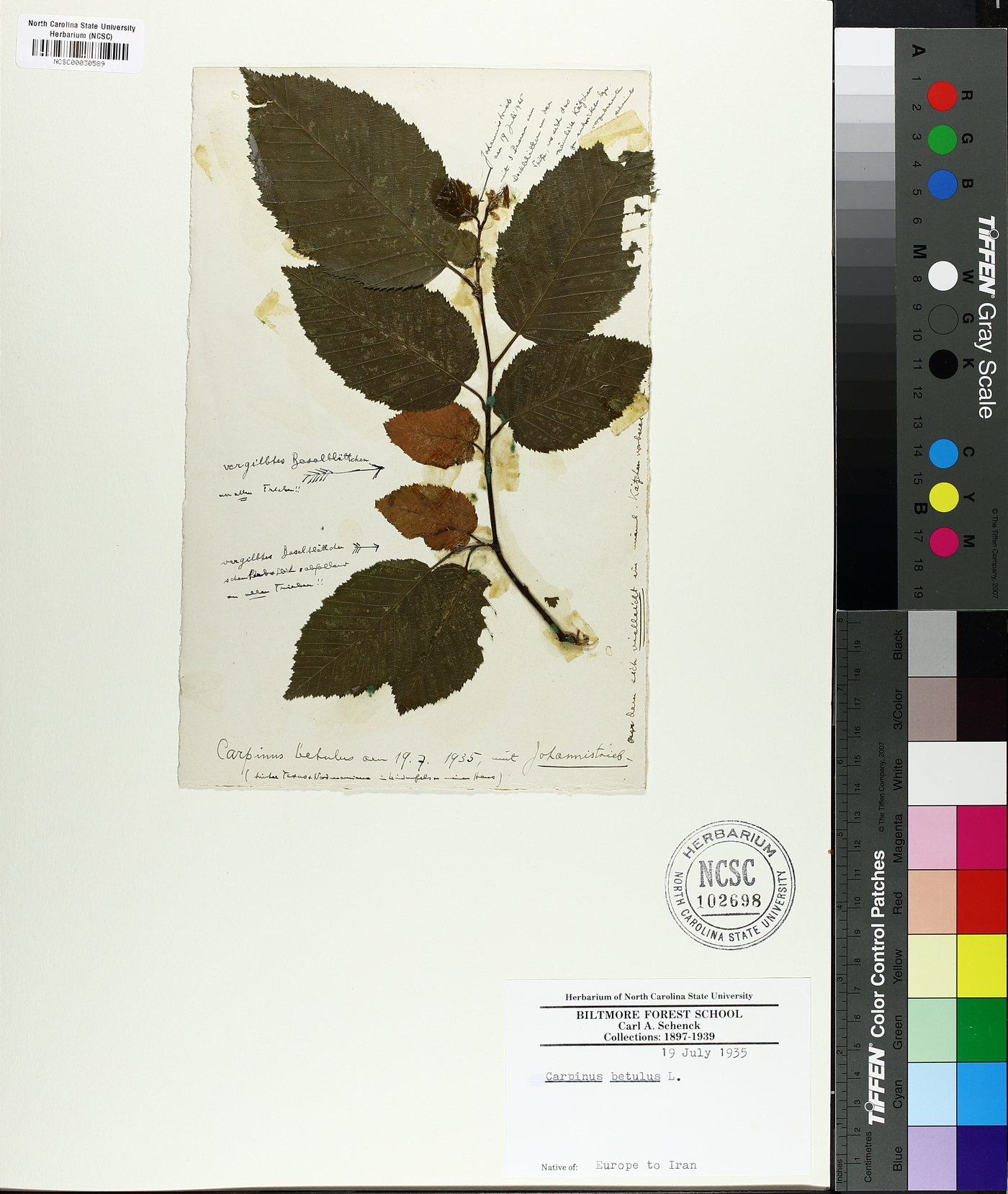 Carpinus betulus image
