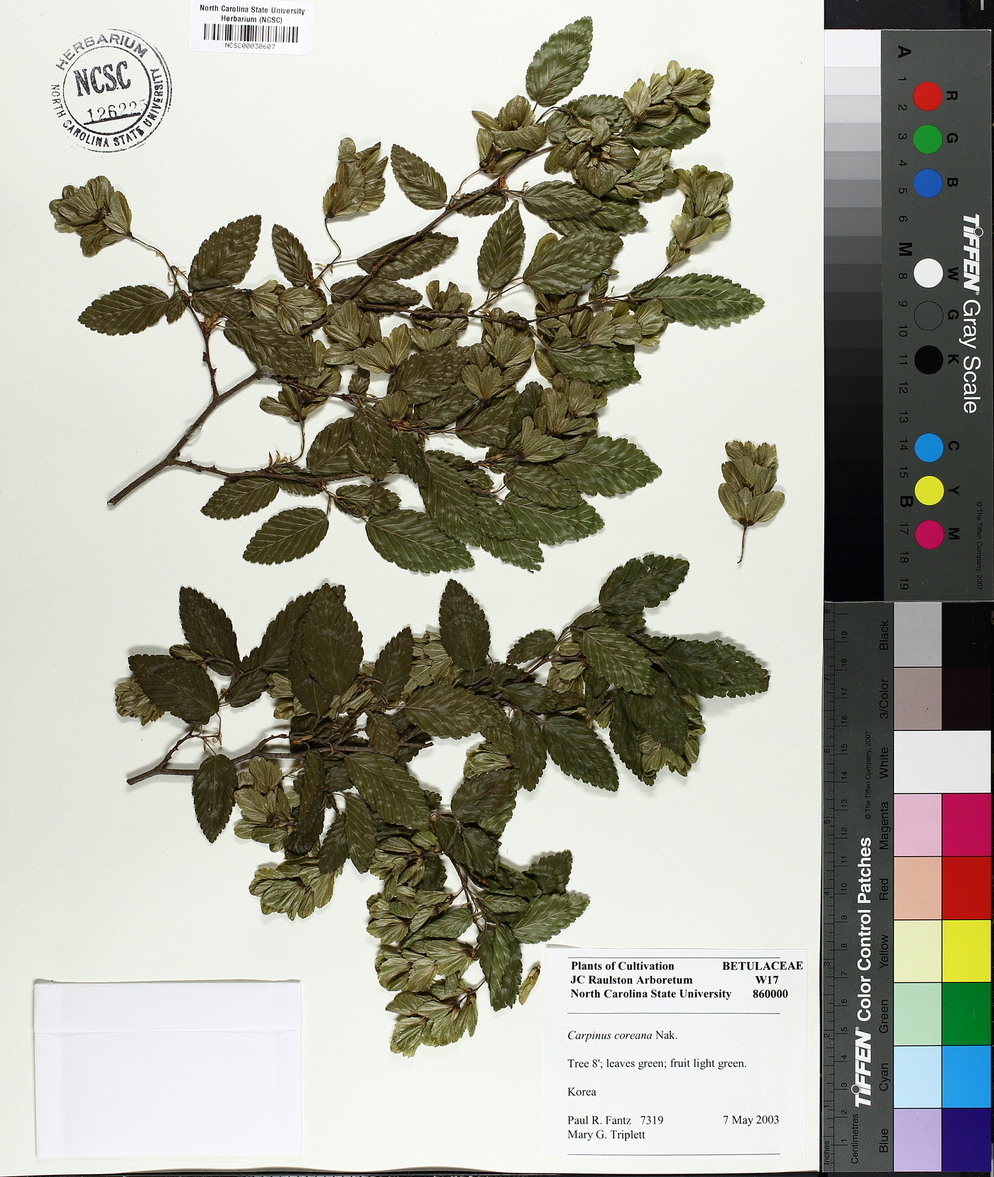 Carpinus turczaninowii image