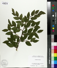 Carpinus koreana image