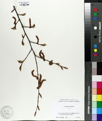 Carpinus laxiflora image