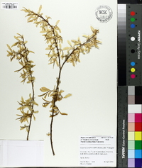 Carpinus laxiflora image