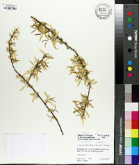 Carpinus laxiflora image