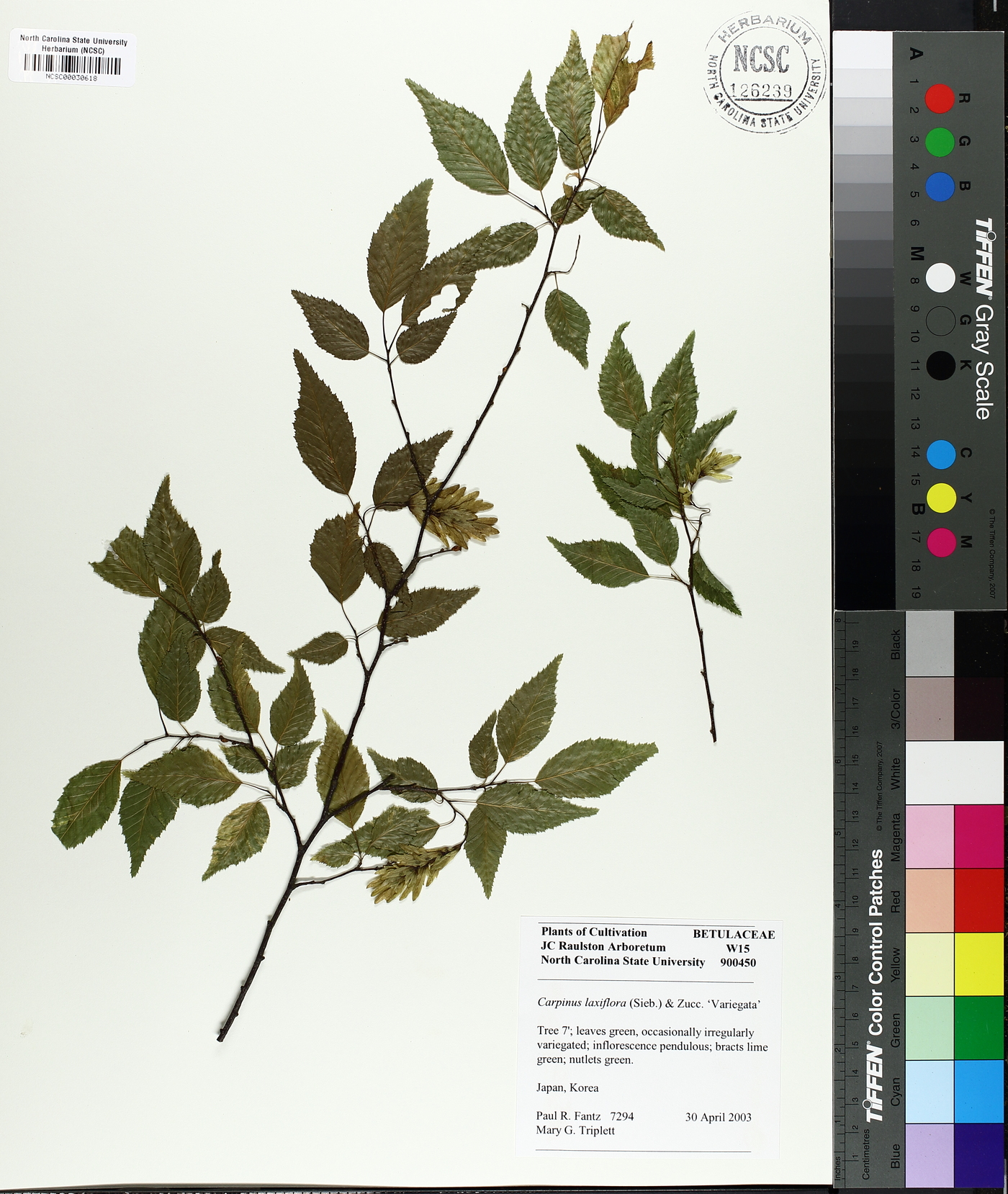 Carpinus laxiflora image