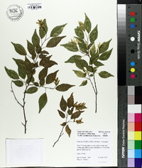 Carpinus laxiflora image