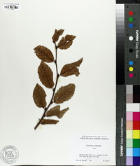 Carpinus orientalis image