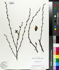 Carpinus tschonoskii image