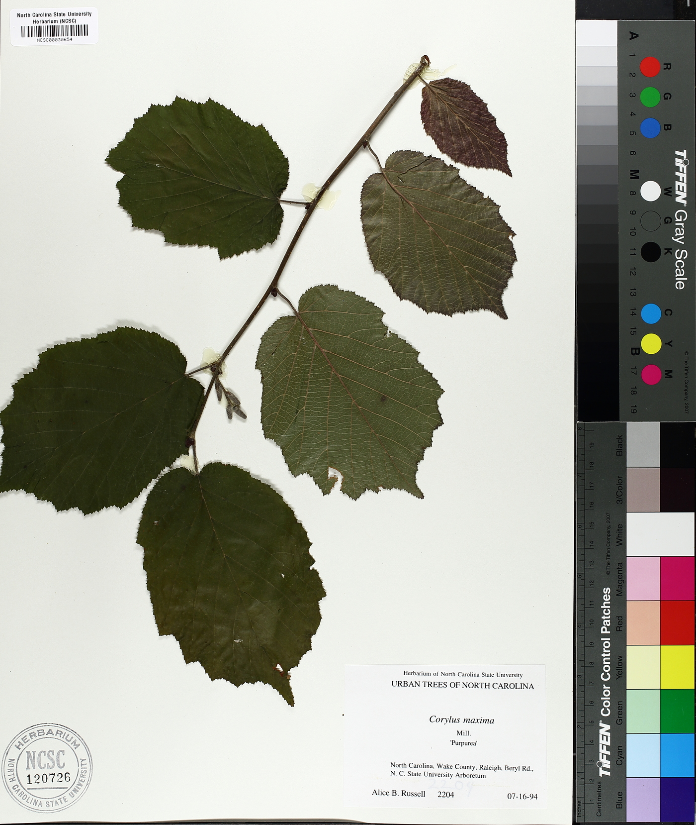 Corylus maxima image