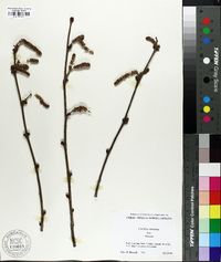 Corylus maxima image