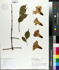 Campsis grandiflora image