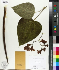 Catalpa bignonioides image