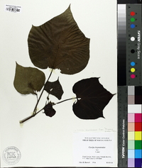 Catalpa bignonioides image