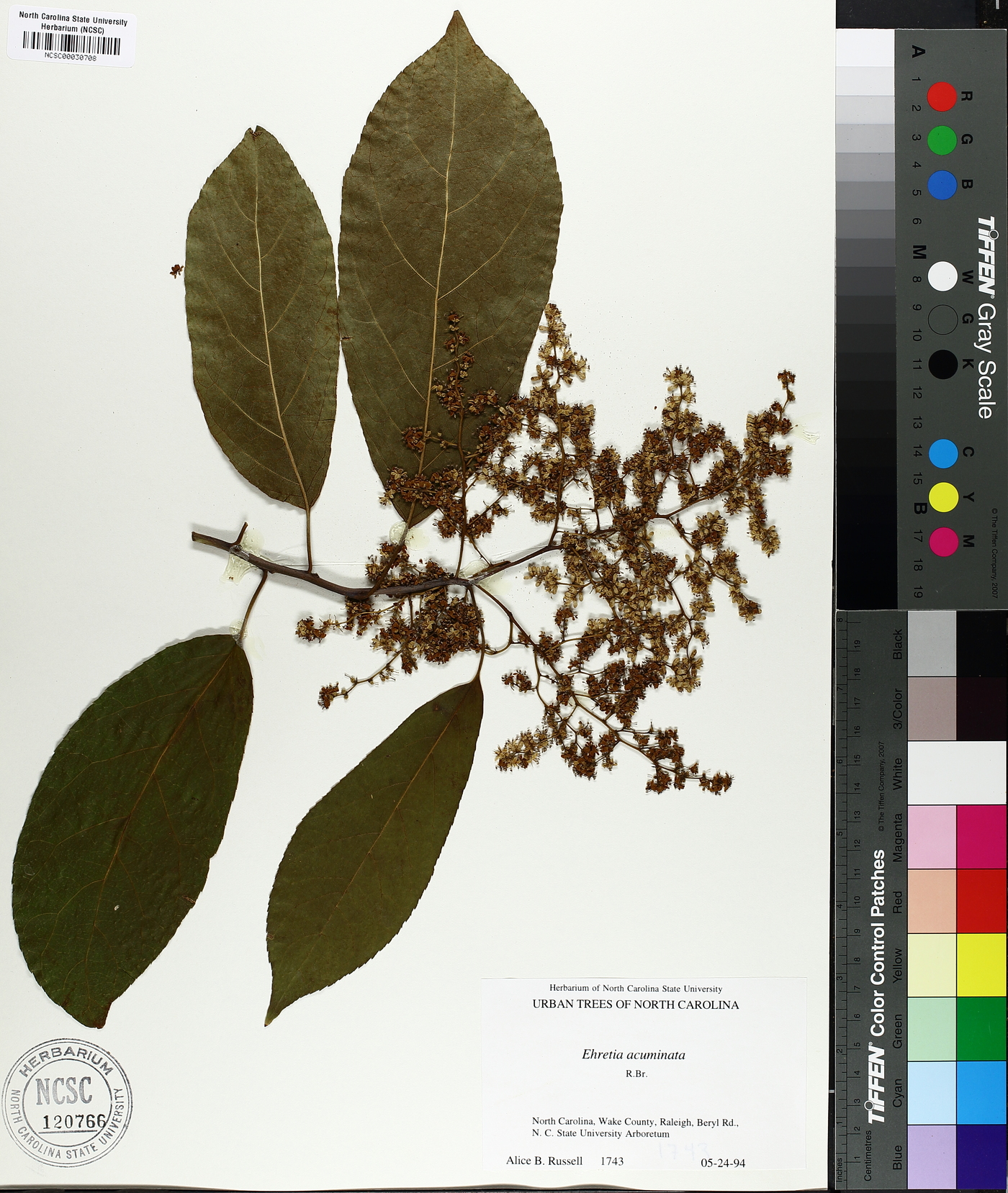 Ehretia acuminata image